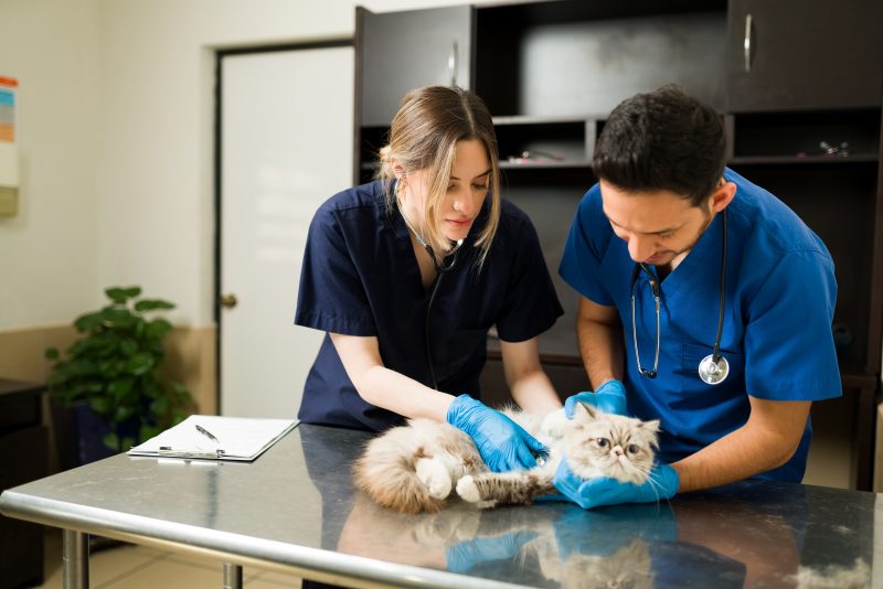 two veterinarians holding down persian cat exam table caucasian professional woman vet using stethoscope hearing heart sick fluffy cat